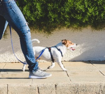 A person walks a dog.
